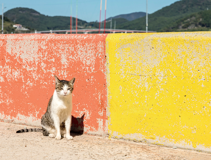 고양이